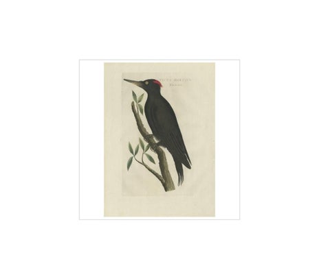 Antique Bird Print of a Female Black Woodpecker by Sepp & Nozeman, 1809, view 4