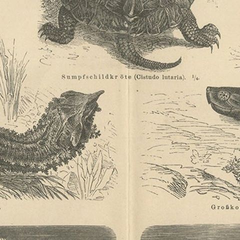 Original Antique Lithograph of Various Turtles, close-up 2