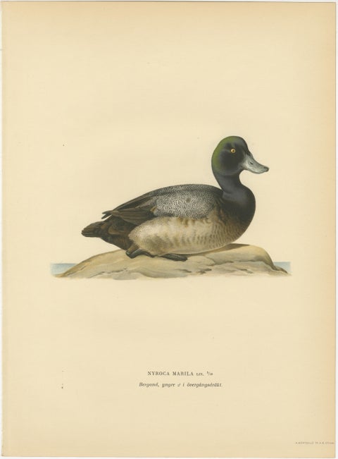 Decorative Scandinavian Bird Prints, Antique Swedish Ducks, 1929 - Set of 6, view 7
