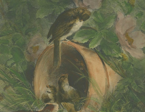 Nestled Sparrows in a Broken Flower Pot - Rare Giacomelli Ornithological Print, close-up 2