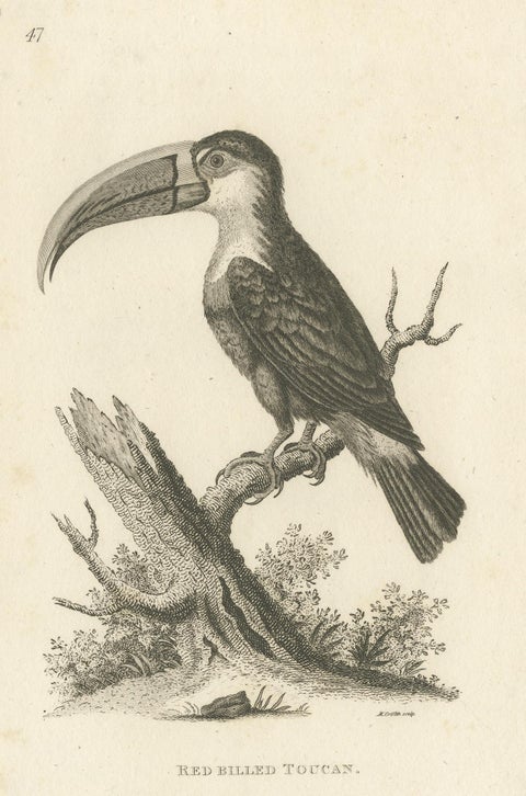 Antique Bird Print of the Red-Billed Toucan by Shaw, '1811', view 4