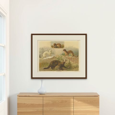 Large Antique Zoology Poster, Stoat, Weasel, Polecat c.1880, shown framed on a wall