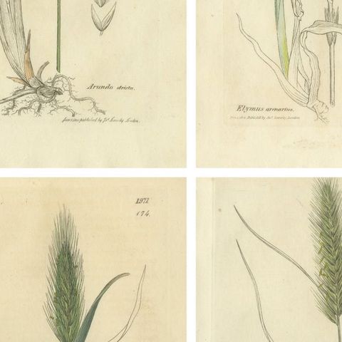 Set of 8 Antique Botanical Engravings of Bromus Brome Grasses, c.1830, close-up 2