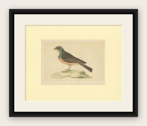 Antique Bird Print of Ortolan, shown framed
