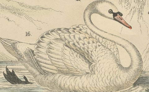 Water Birds Print: Swan, Pelican, Cormorant, Ducks, Antique 1867, close-up 6