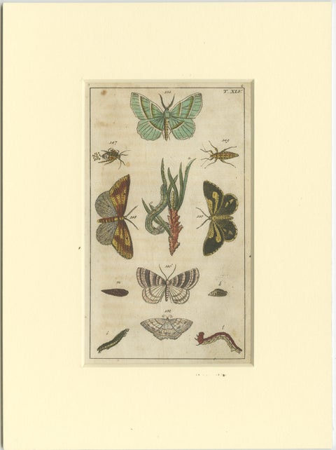Set of 6 Antique Butterfly Prints Also Showing Caterpillars and Pupae, 1810, view 5