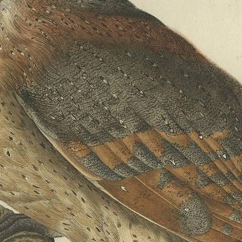 Strix Flammea, Antique Barn Owl Print by Nozeman & Sepp, 1829, close-up 1