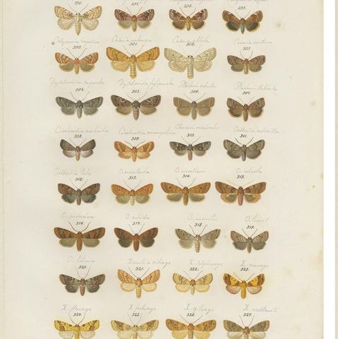 Set of 5 Antique Prints of Various Butterflies and Moths by Ramann, circa 1870, close-up 1