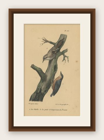 Pl. 85 Antique Bird Print of a Nuthatch and Creeper by Lejeune 'c.1830', shown framed