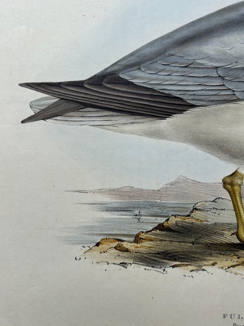 Fulmar Petrel, Antique Seabird Lithograph by John Gould, c.1832, view 3
