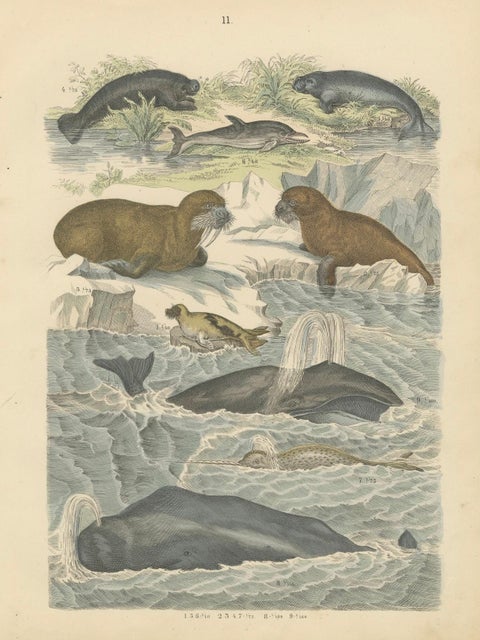 Marine Mammals Print: Whales, Seals, Narwhal & Dolphin, Antique 1867, close-up 6