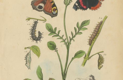 Pair of French Butterfly Engravings with Caterpillars by E. Guérin, 1835, close-up 6