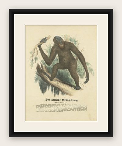 Der gemeine Orang-Utan (Common Orangutan) - Hand-Colored Zoological Print, 1840, shown framed