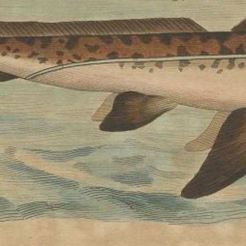 Antique Print of the Chimaera Fish by Guérin, 1833, close-up 2