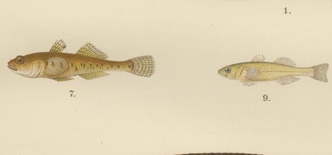 Spotted Wolffish, Broadhead Wolffish, and Gobies - Scandinavian Fish Litho, 1895, close-up 1
