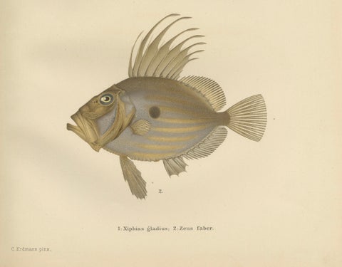 Swordfish and John Dory - Striking Scandinavian Fish Lithograph, 1895, close-up 1