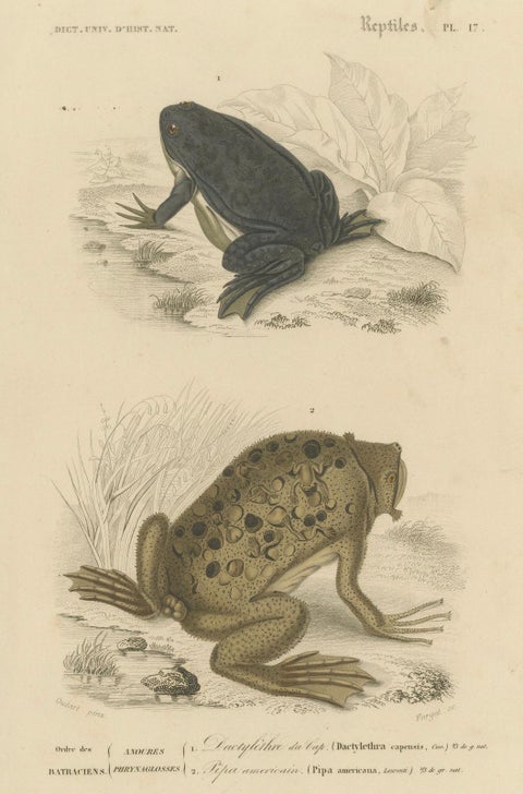 Frog Print of Cape Dactylethra and Surinam Toad, c.1850, by Orbigny, close-up 4