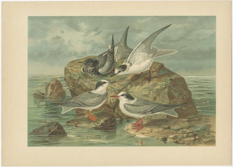 Set of Six Antique Chromolithographs of Seabirds, Gulls, Terns & Skuas, c.1890, view 3