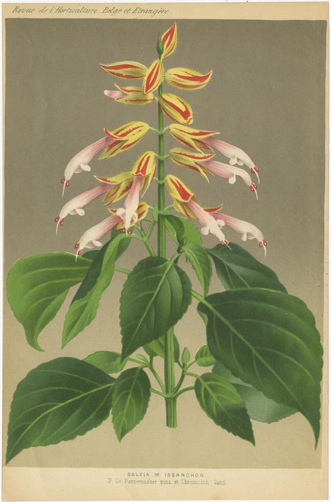 Set of 3 Antique Botany Prints, Easter Lily, Salvia Splendens, Lilium Auratum, view 3