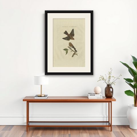Twite, Fringilla Flavirostris, Antique Hand-Coloured Bird Print, 1809, shown framed on a wall