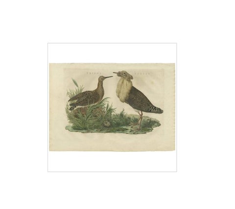 Ruff Bird Print with Nest, Tringa Pugnax by Nozeman and Sepp, 1770, view 2
