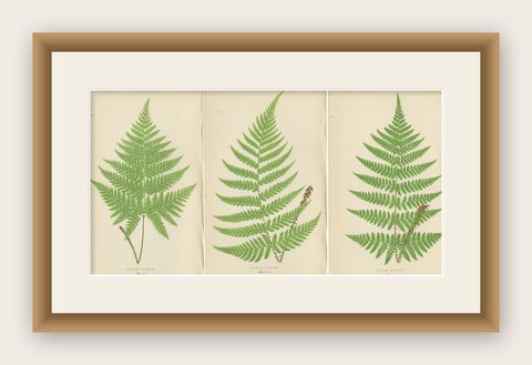 Set of 3 Antique Fern Prints - Aspidium Pubescens, Elongatum, Dilatatum (c.1868), shown framed