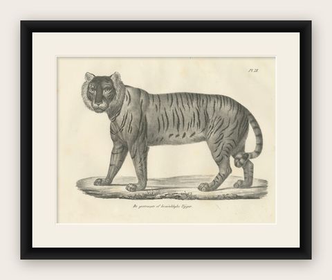 19th-Century Lithograph of the Majestic Striped or Royal Tiger, shown framed