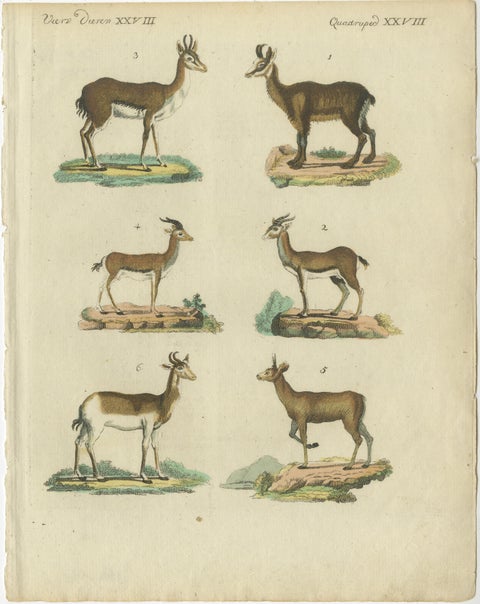 Original Hand-Colored Antique Print of various Antelope Species, circa 1820, view 2
