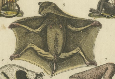 Hand Colored Antique Print of Lemurs and the extinct Mauritian Flying Fox, 1820, close-up 6