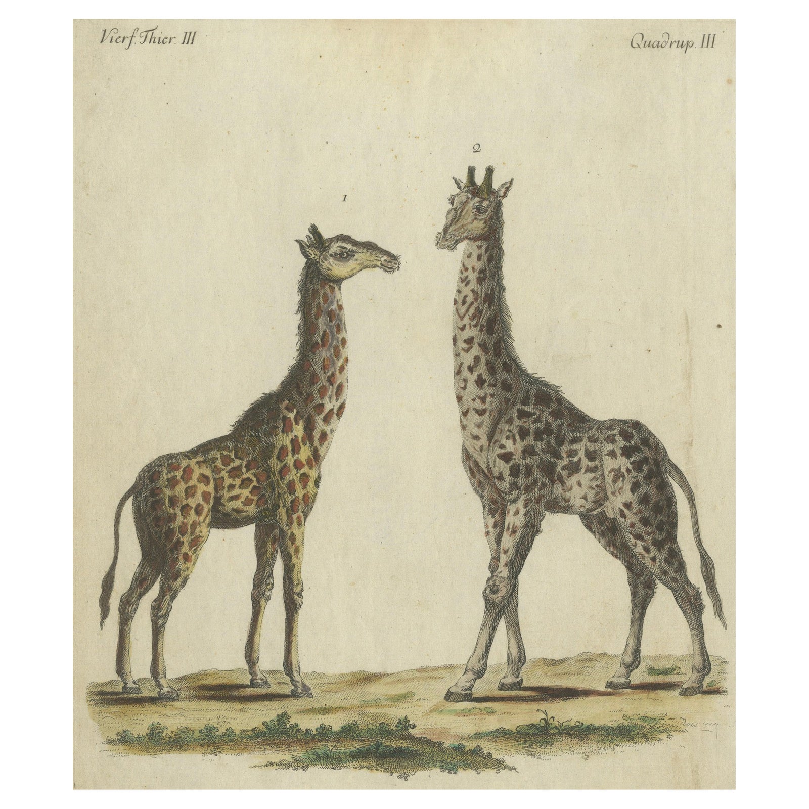 Antique Handcolored Engraving of Giraffes, c.1800