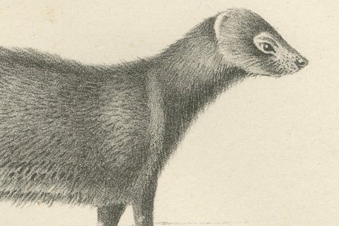 19th-Century Lithograph of Egyptian Mongoose, Dark Mongoose, and Ringtail Marten, close-up 1