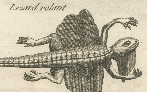 Flying Lizard and Flying Squirrel, Antique Engraving, Poulo Condore, c.1770, close-up 3