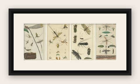 Small Natural History Prints: Insects and Life Cycles in Exquisite Detail, 1832, shown framed