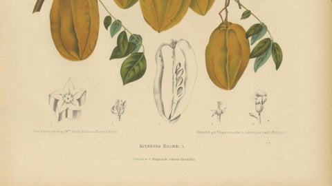 Antique Star Fruit Botanical Chromolithograph by Hoola van Nooten, c. 1880, close-up 4