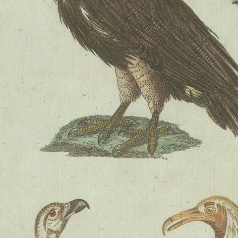 Original Antique Bird Print of African and Asian Vultures, c.1800, close-up 5
