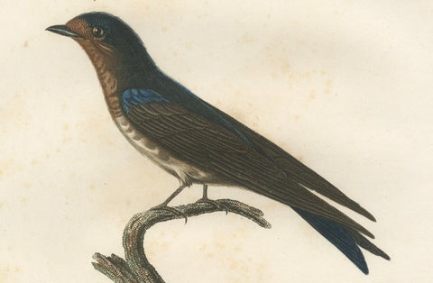 The White-Bellied Caribbean Martin, An 1807 Ornithological Illustration, close-up 2