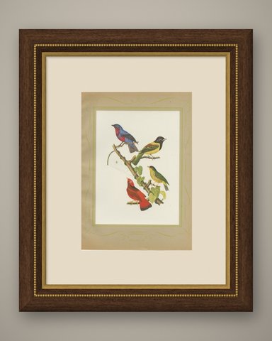 Tanagers and Cotingas, Brazilian Bird Print, Descourtilz, 1944, shown framed