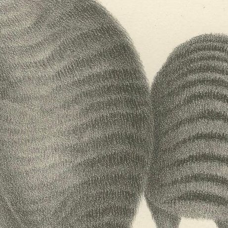 19th-Century Lithograph of a Rust-Colored Phalanger and Striped Kangaroo, close-up 6