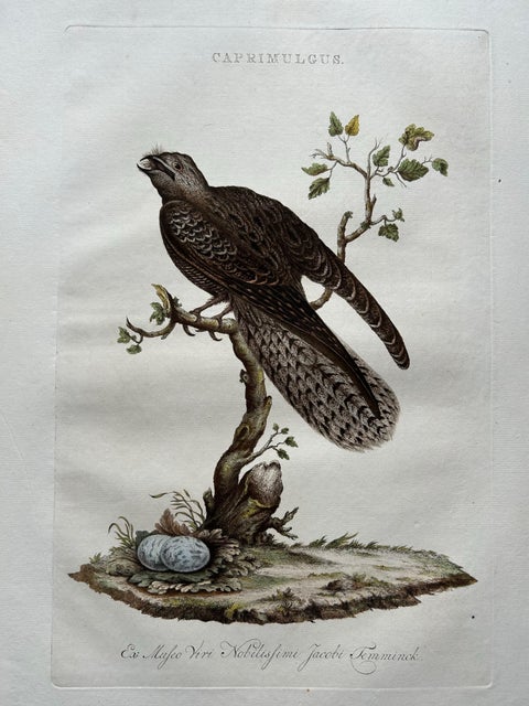 Antique Bird Print, Common Nightjar Caprimulgus by Nozeman & Sepp, 1770, view 4