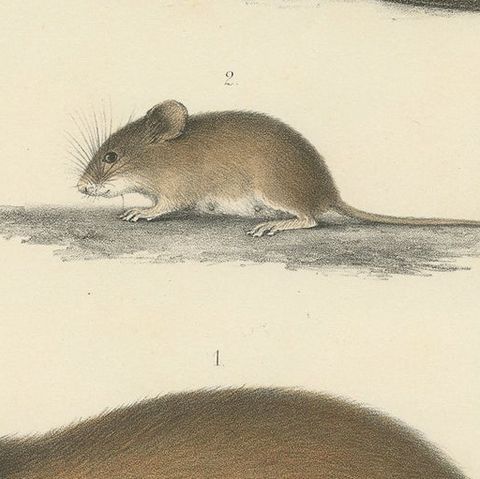 Antique Print of a Gerbil, Mouse and Rat, close-up 2