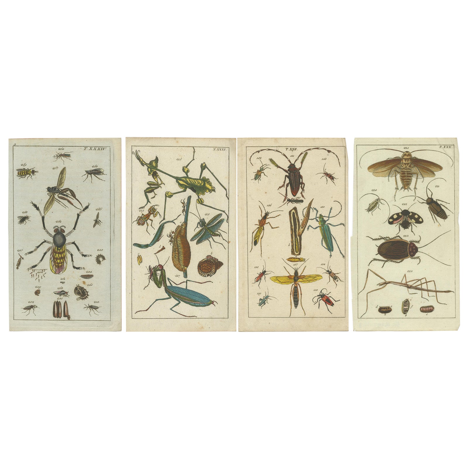 Captivating Natural History Prints: Insects, Life Cycles and Rare Details, 1832