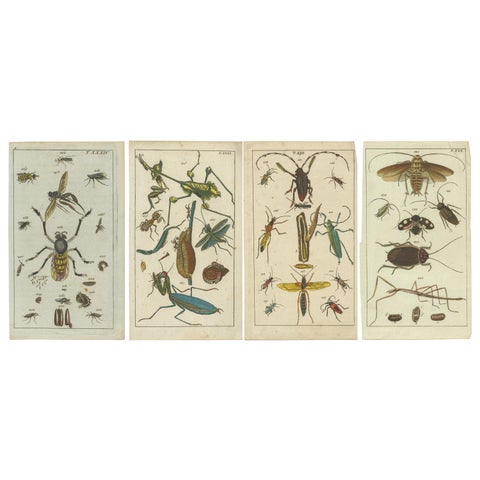 Captivating Natural History Prints: Insects, Life Cycles and Rare Details, 1832