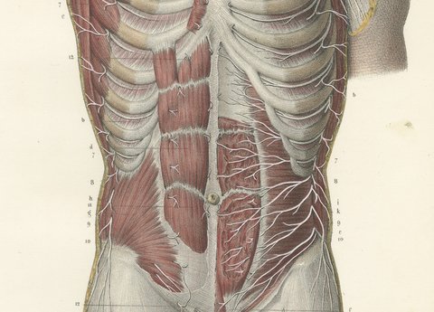 Cutaneous Nerves of the Chest and Abdomen, Hirschfeld Anatomy Print, 1866, view 4