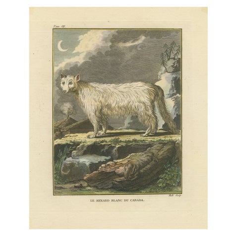 The White Fox of Canada, Elegant Arctic Wildlife Engraving Under Moonlight 1801