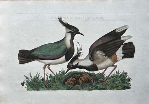Northern Lapwing Print, Tringa Vanellus Vulgaris by Nozeman and Sepp, 1770, view 3