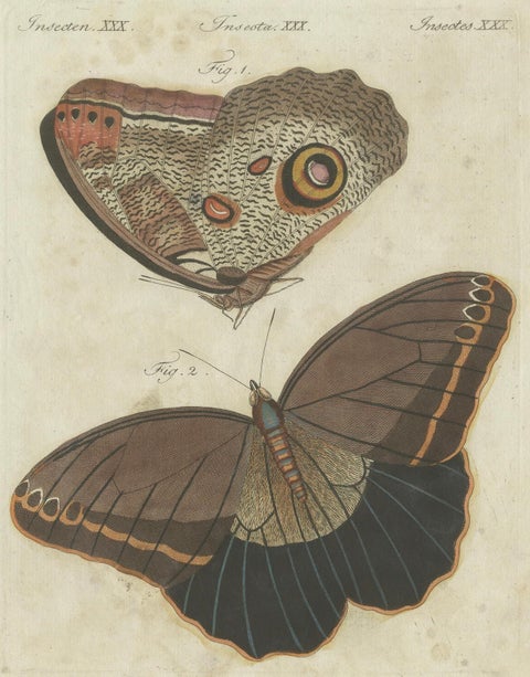 Forest Giant Owl Butterfly (Caligo eurilochus) from Suriname, Published in 1802, close-up 1