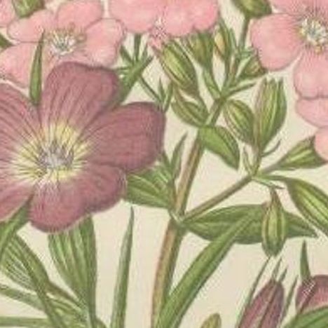 Antique Botany Print of Common Soap-Wort, c.1860, close-up 1