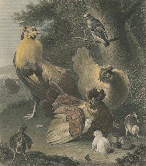 Tranquil Homestead: A Family of Chickens, circa 1860, close-up 5