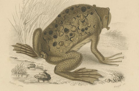 Frog Print of Cape Dactylethra and Surinam Toad, c.1850, by Orbigny, close-up 2