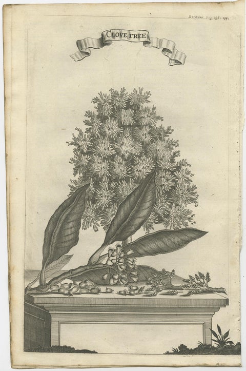Rare Old Copper Engraving of a Clove Tree in the East Indies, Asia, 1659, view 2